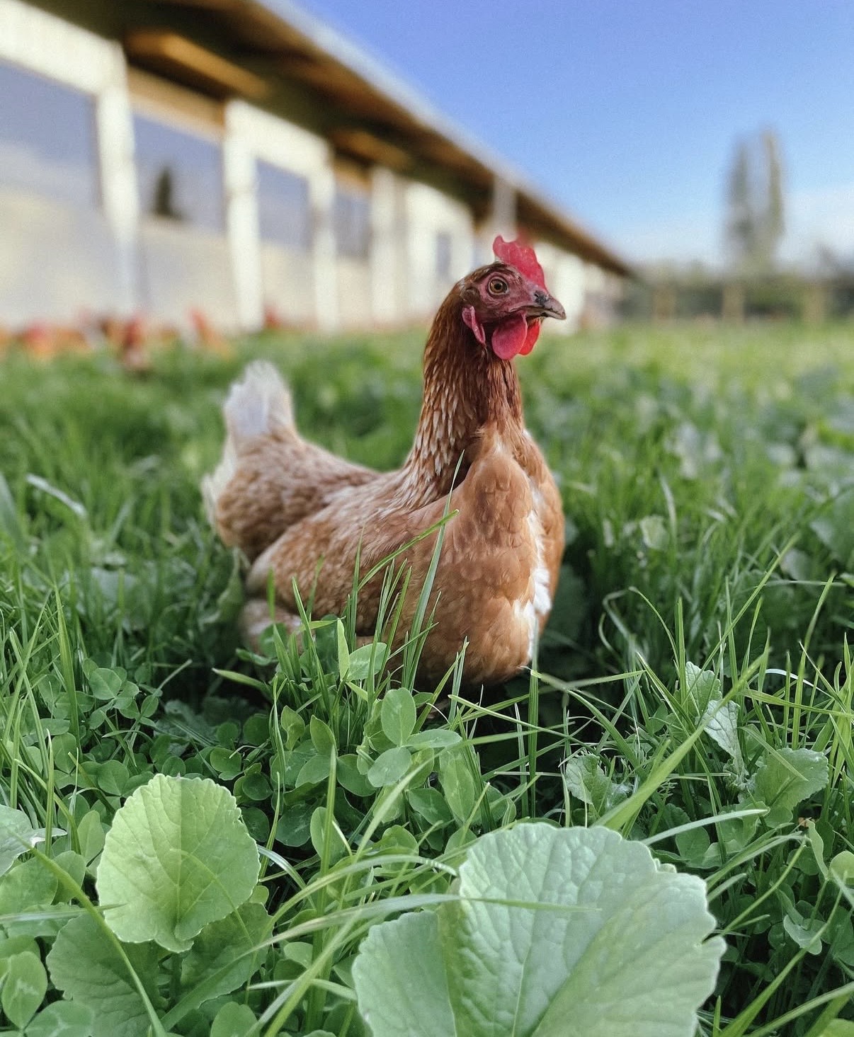 Gallinas en el campo de Avícola Las Mariposas