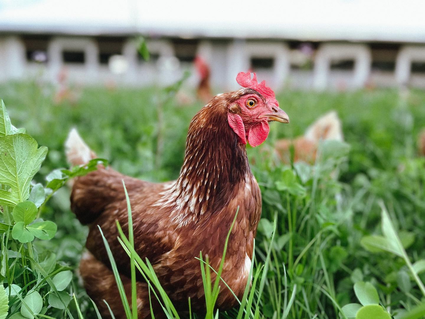 Gallina libre