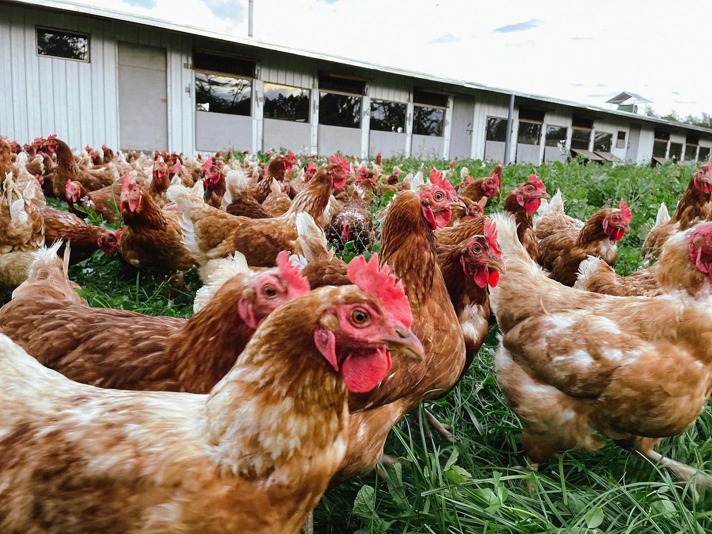 Grupo de gallinas en el terreno de la avícola